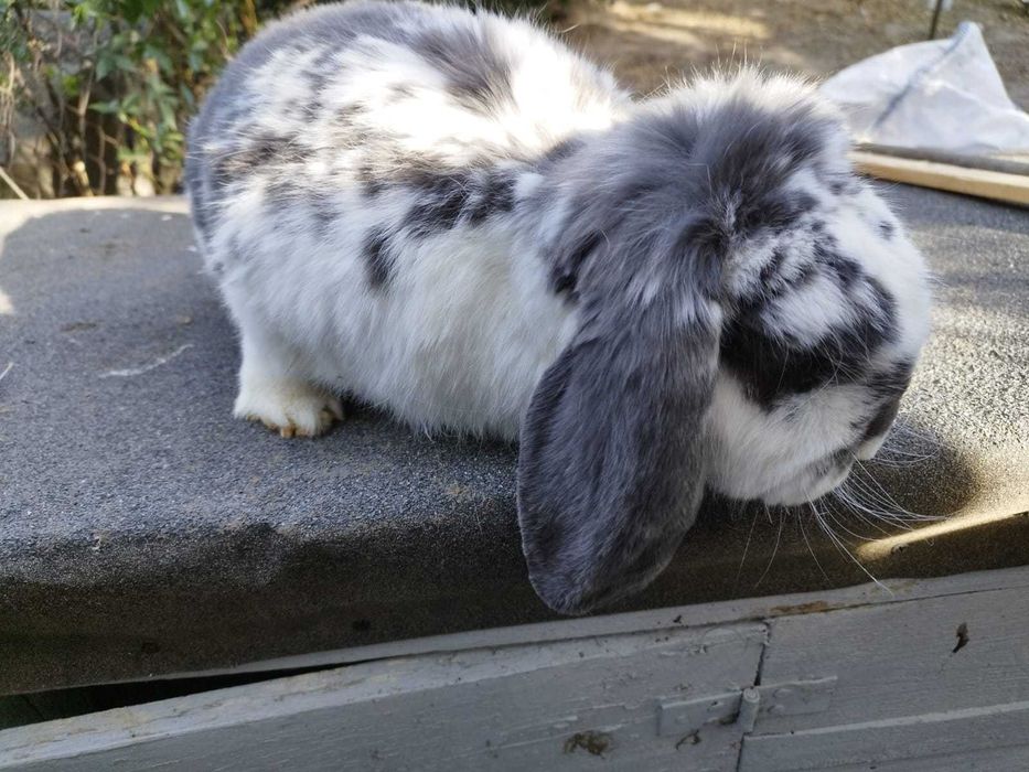 Samiec baran francuski sprzedaż lub zamiana