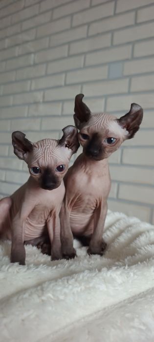 Продам ельфів,дівчат