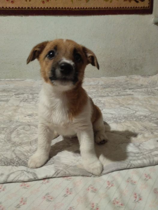 Щенки Джек Рассела Терьера