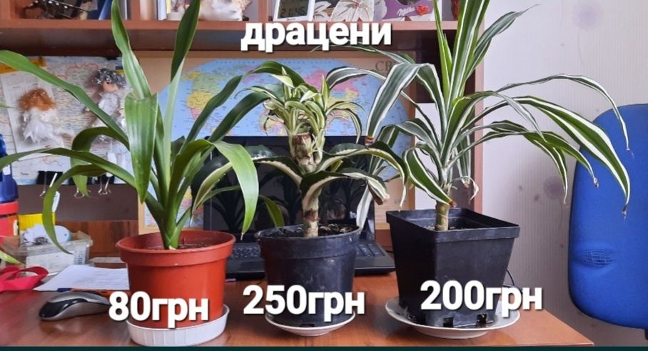 .Спатифілум, драцени, сингоніум,шефлера,фікуси