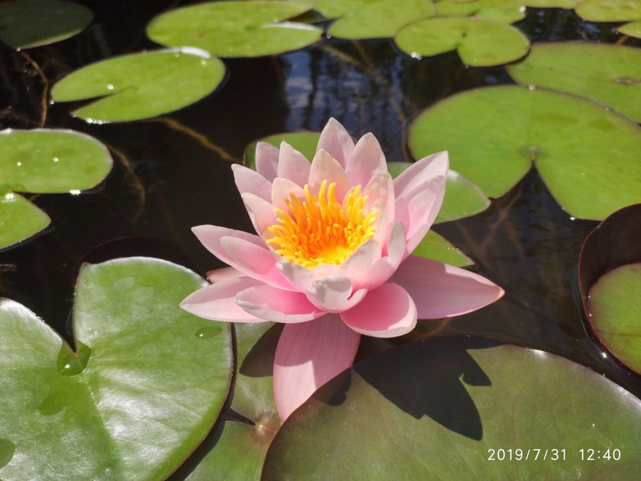 Водная лилия, нимфея, розовая, Марлиака Розеа.