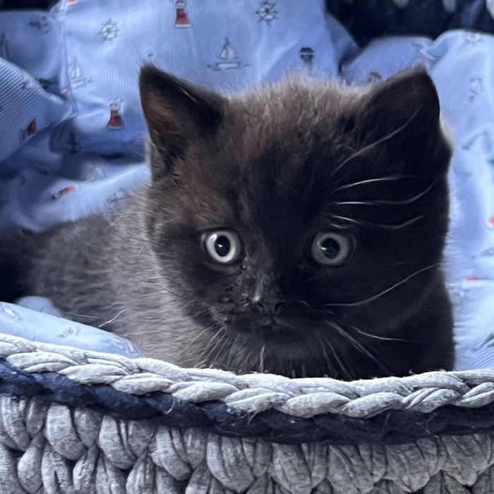 Продаємо шотландських прямовухих кошенят