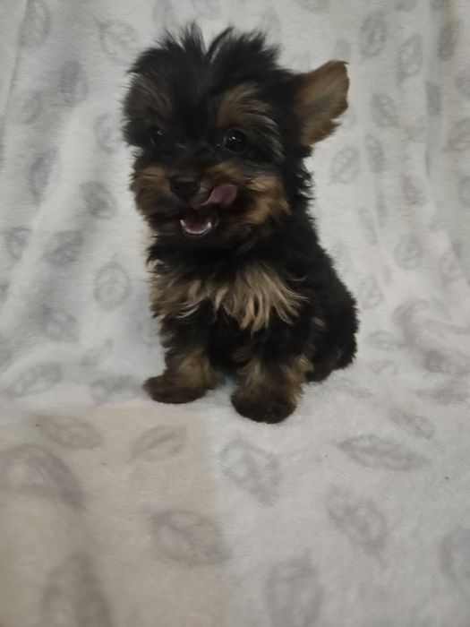 Sunia york z Rodowodem do odbioru