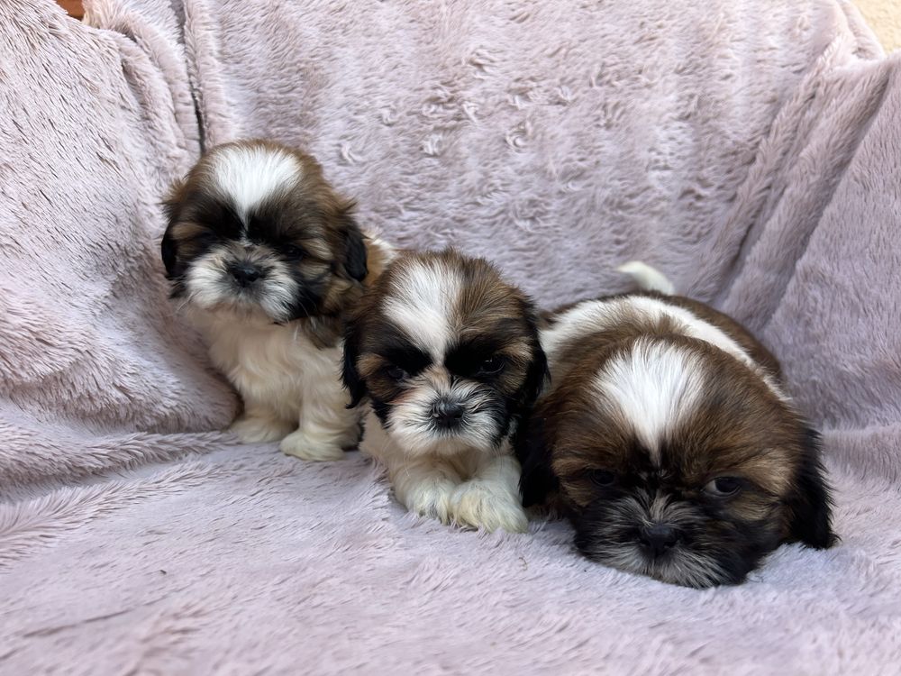 Suczka SHIH TZU Żyrardów