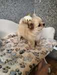 Śliczna dziewczynka chihuahua