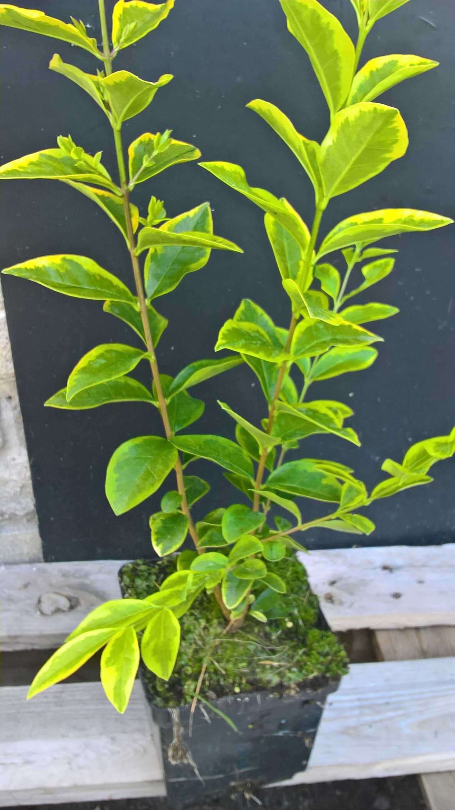 Gotowy żywopłot Ligustr Aurea variegata