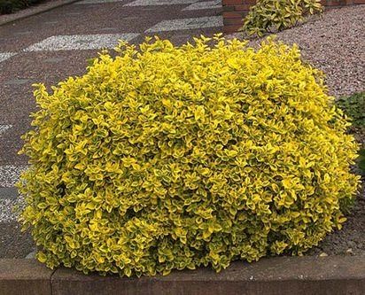 Бересклет, кустики