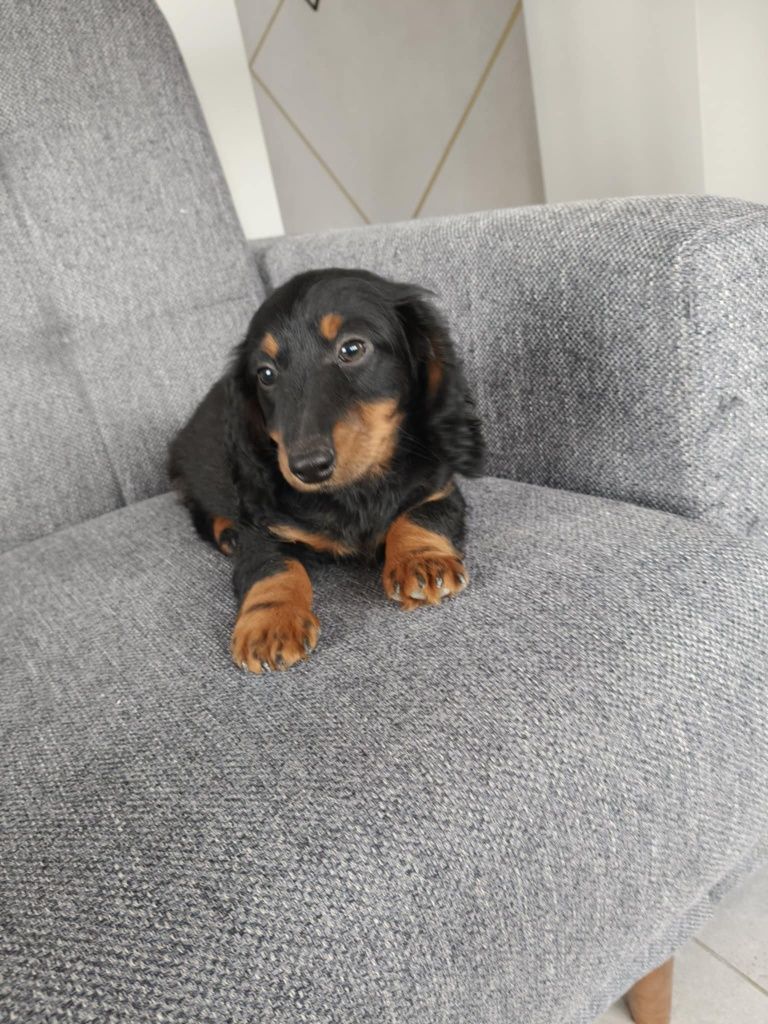 Piesek jamnik długowłosy miniaturowy