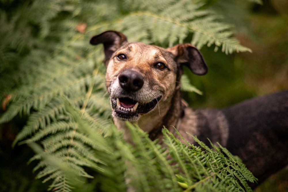Miszel – zwykły pies z niezwykłym sercem, czeka na dom