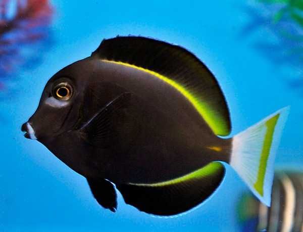 Akwarium morskie - Acanthurus nigricans