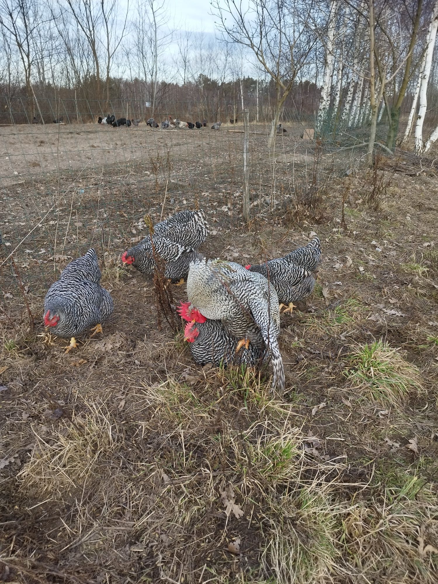 Amrock - jaja lęgowe.
