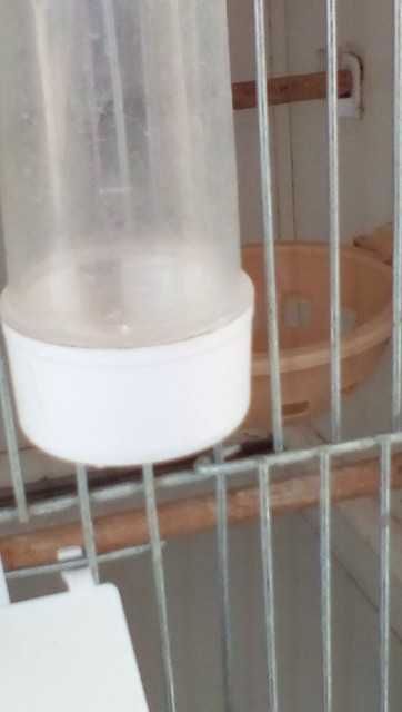 Regał dla kanarków z kanarkami / lub sam regał /