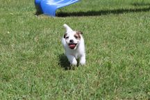 szczeniak Jack Russell Terrier pochodzenie ZKWP FCI