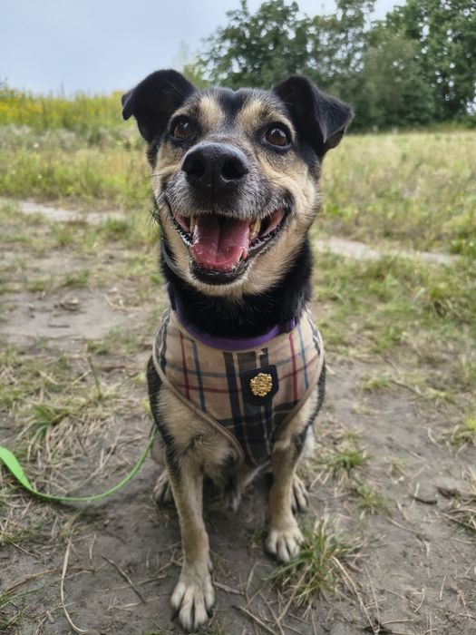 Super pies do adopcji - Leon