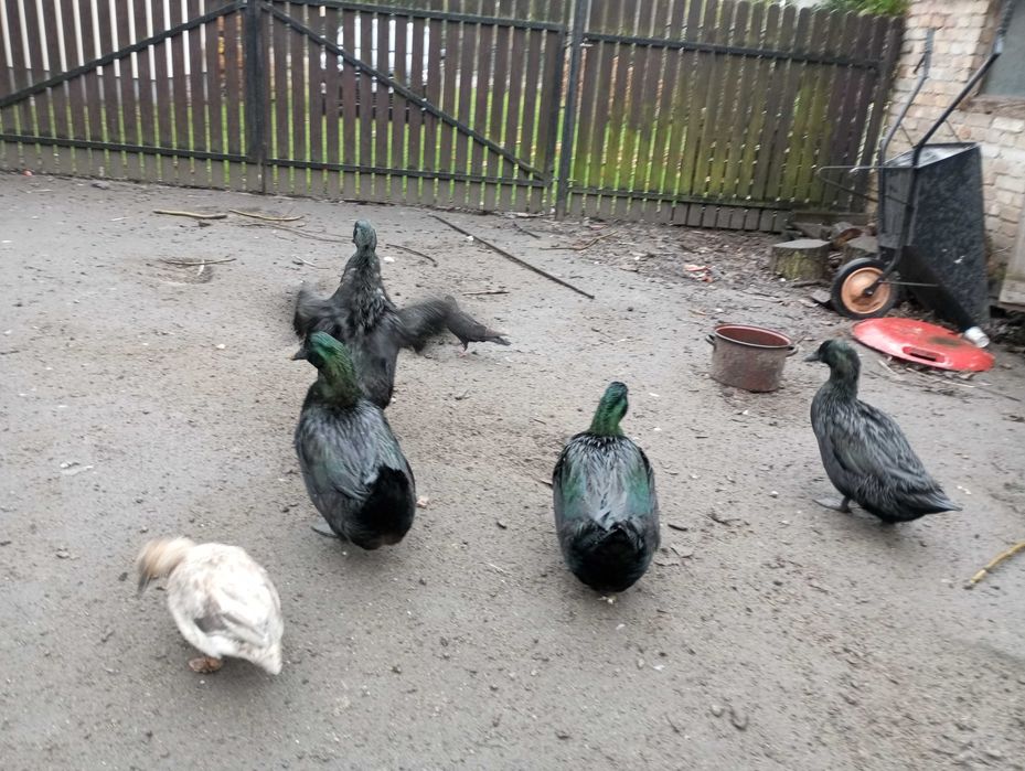 kaczki kajugi amerykańskie