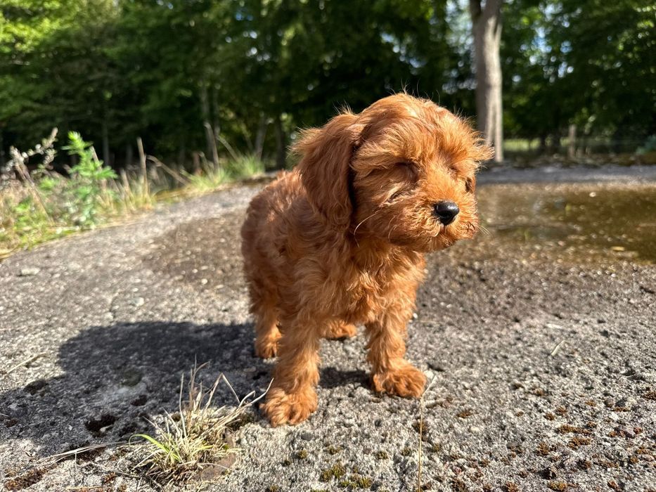 cavapoo szczeniak