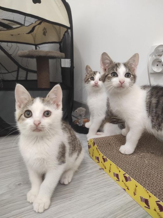 Kot Kotka do adopcji 11 tygodni