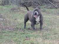 American Bully Standard