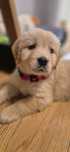 Golden retriever zloty szczeniak piesek zkwp fci