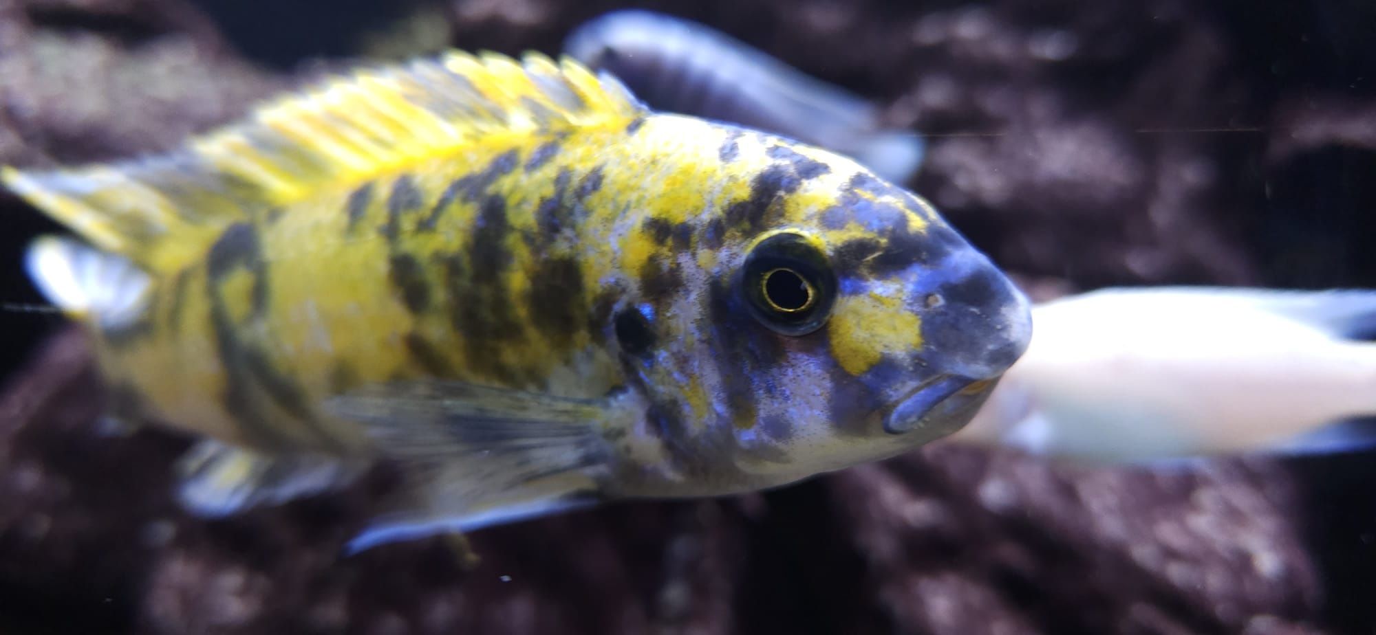 Labeotropheus trewavasae Border MC / OB