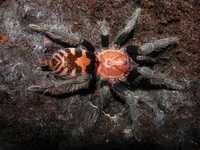 Davus Pentaloris L3 ptasznik tygrysi pająk