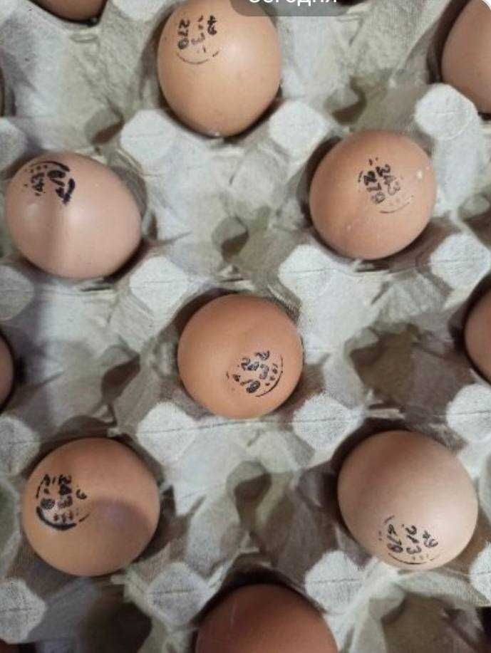 Інкубаційне яйце куряче. Великий ОПТ та роздріб