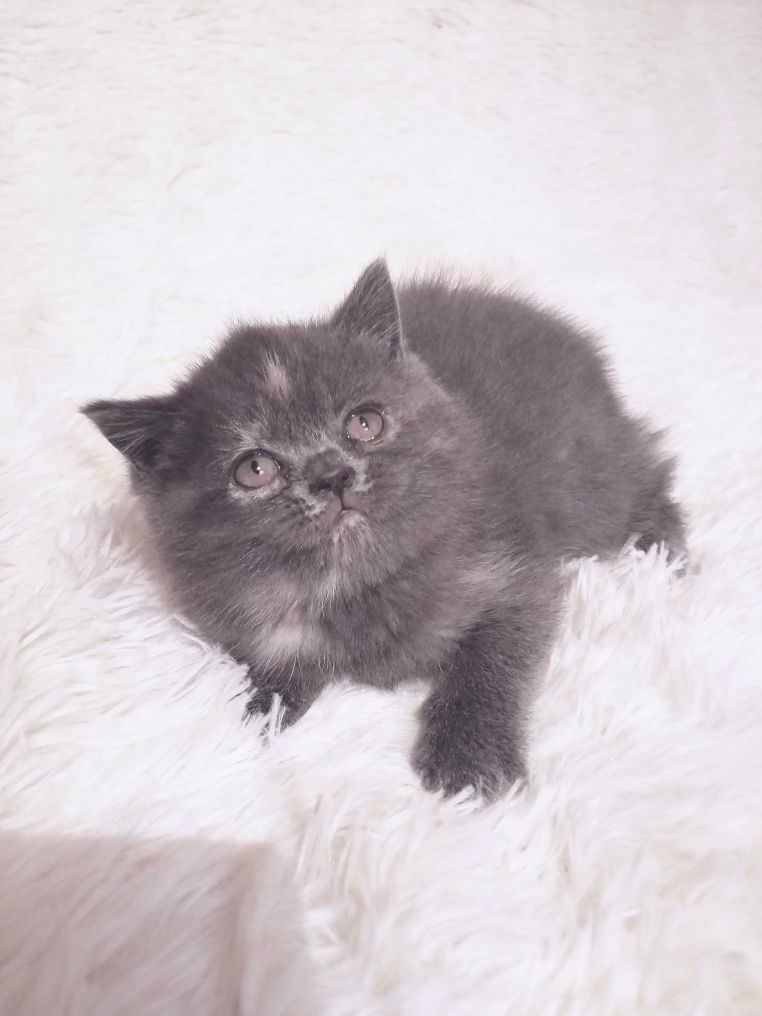 Кошечка скотіш страйт