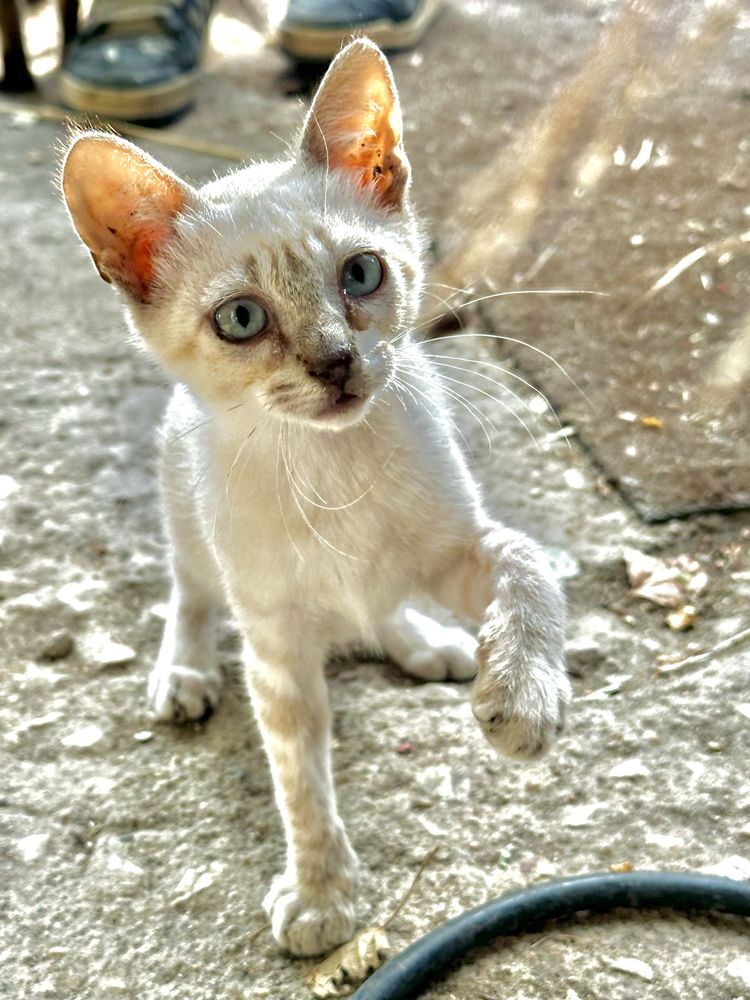 Gatinhos procuram familia :)