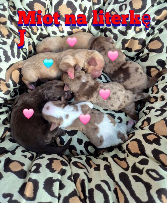 Suczka golddust choco (gen merle) ZAREZERWOWANA