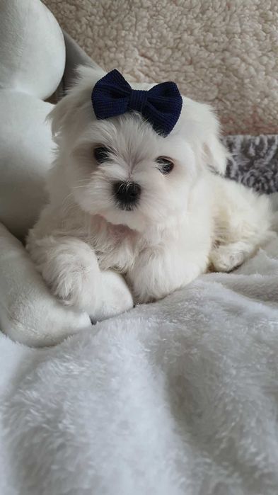 Maltańczyk Piesek**Mini** z Rodowodem, Chip, Umowa.