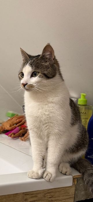 Zaginął Kot bialo-bury „Lucek” Nagroda