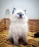 Ragdoll FPL kotka/ badania genetyczne