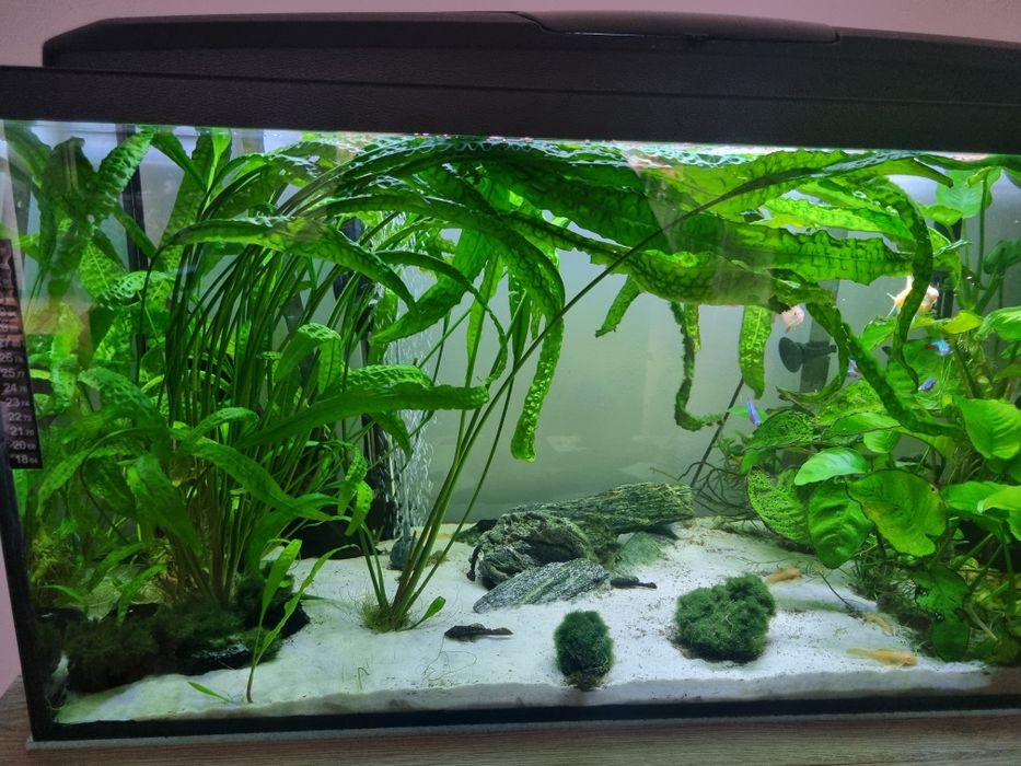 Akwarium 112 l, filtr zewnetrzny aquael, napowietrzacz i dużo innych