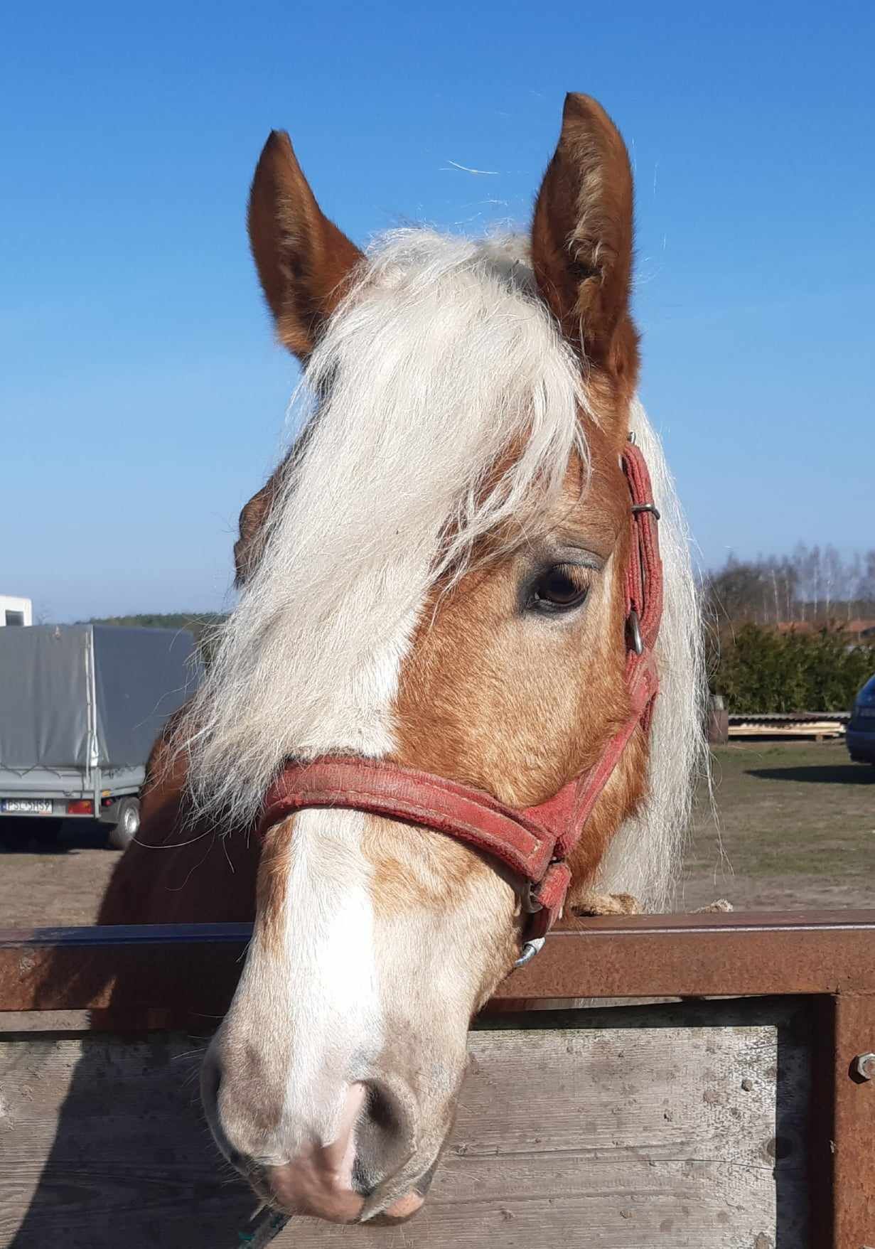 Wałach Haflinger