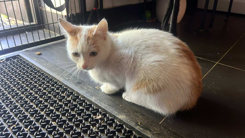 Kocurki do adopcji