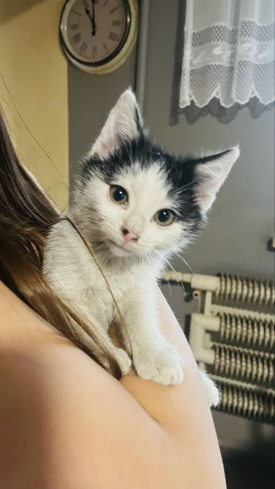 Oddam kotka urodzone 30.8