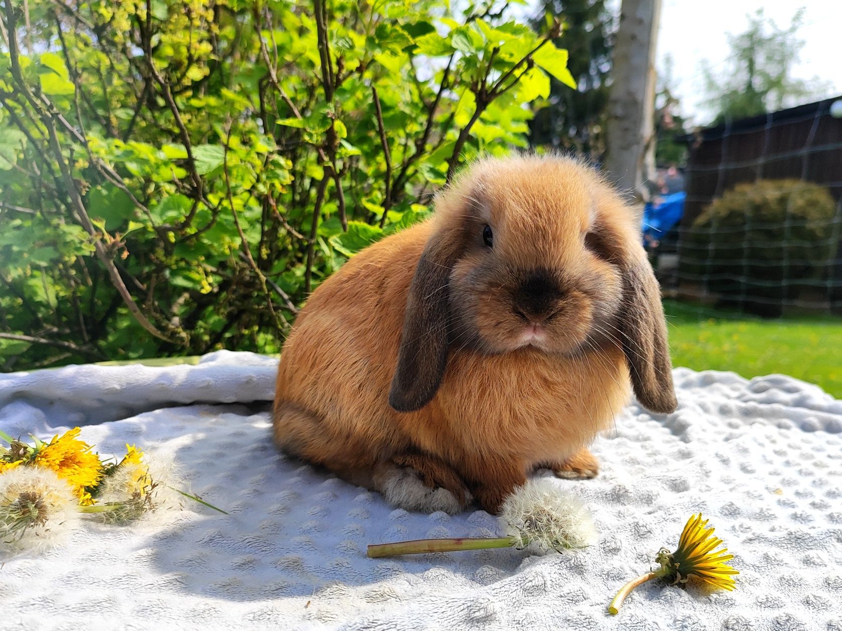 Mini lop metryka rasowy legalna hodowla królik miniaturka baranek