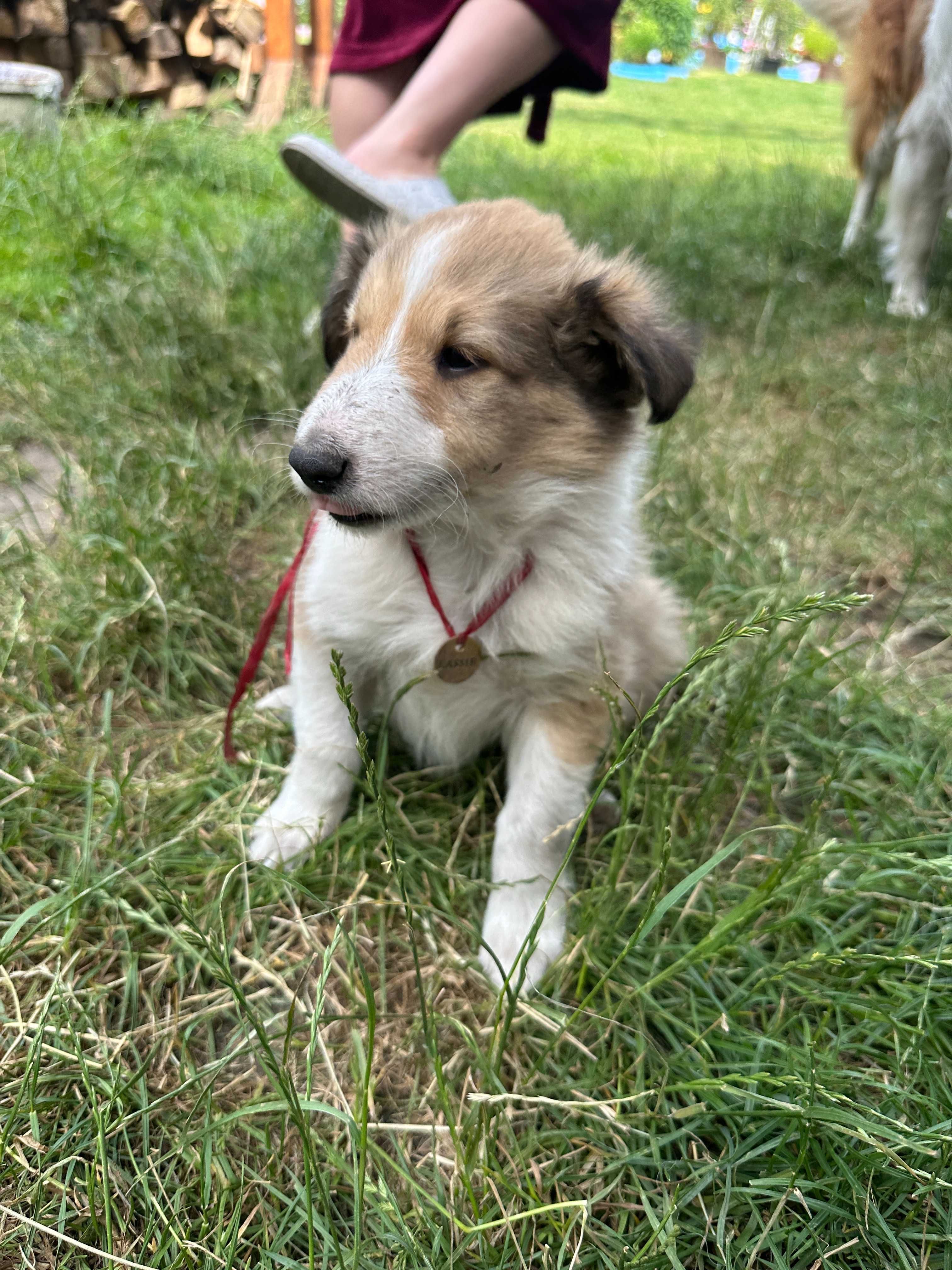 Owczarek Szkocki LASSIE