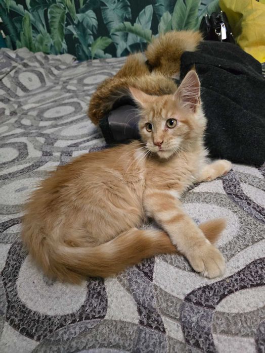 Котенок, малышь 3 мес, мейн-кун