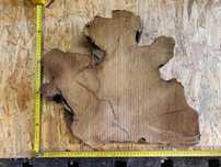 plastry plaster drewna akacja