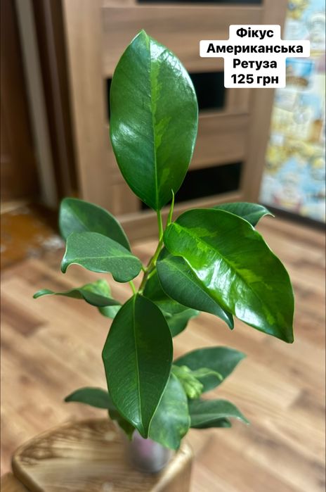 Фікус американська ретуза голден монік