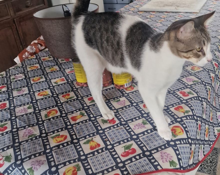 Gatinhos para adoção responsável