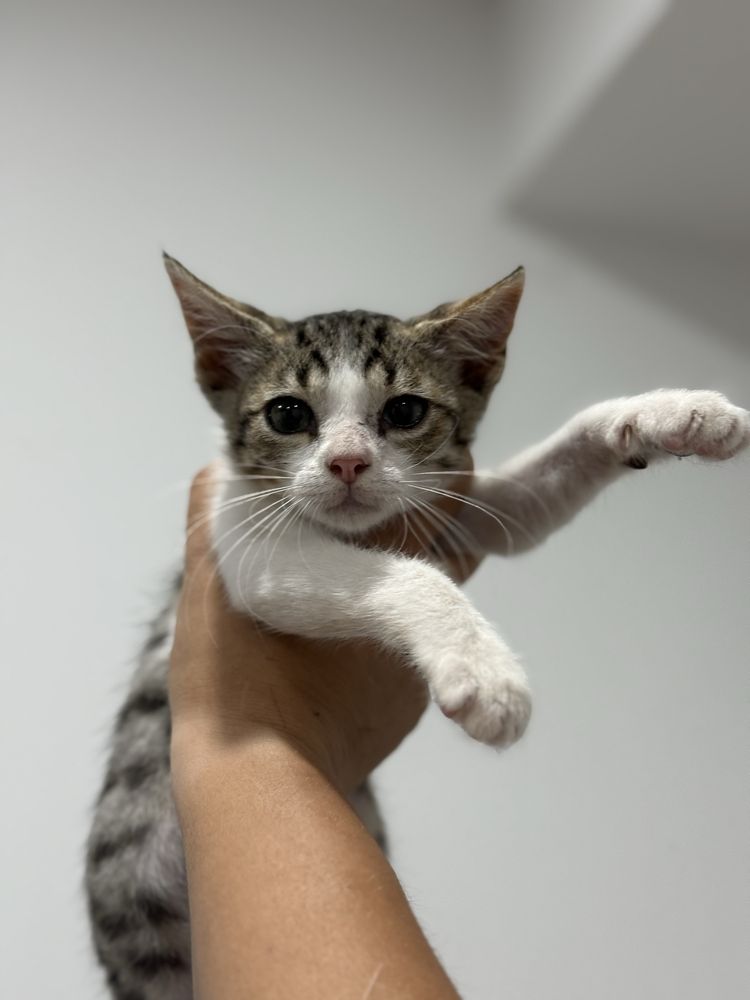 Gatinho 2 meses para adoção