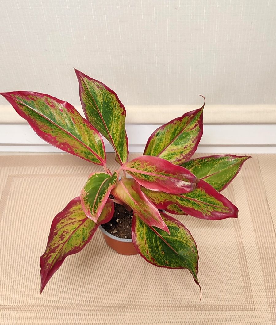 Аглаонема Crete Flame (Полум'я,  Крит Флейм)