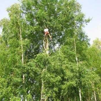 Wycinka / Przycinka drzew