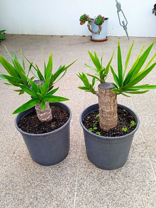 YUCAS para a sua sala, varanda, terraço de apartamento e jardim