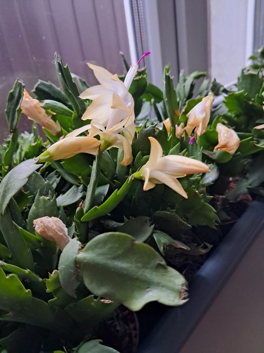 Шлюмбергери жовті відцвіташки