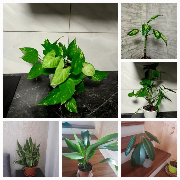 Продаж кімнатних рослин