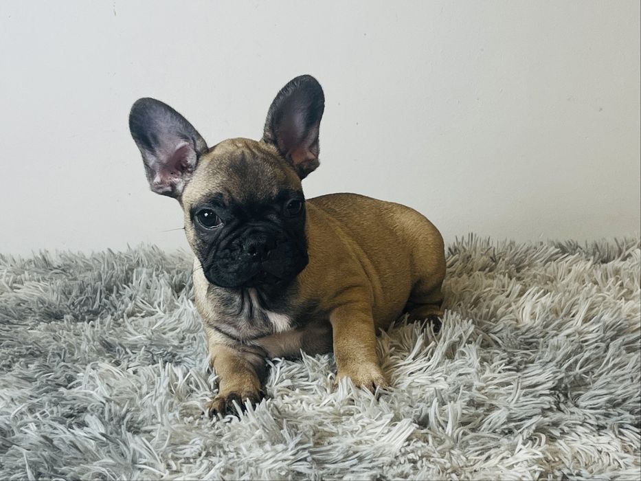 Buldog Francuski - piesek ZKwP/FCI