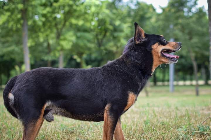 Pies w typie rasy pinczer poleca się do adopcji.